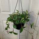 Hoya - Krimson Queen