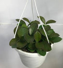 Hoya Australis