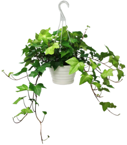 Hedera algeriensis - Ivy 'Algerian'