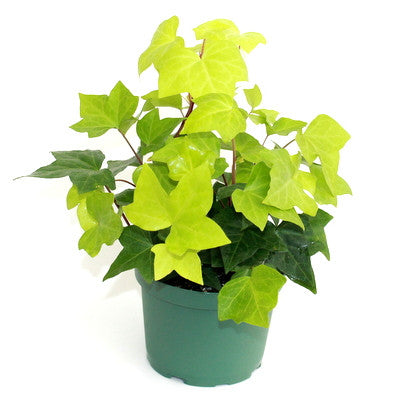 Hedera algeriensis - Ivy 'Algerian'