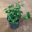 Jasminium Illicifolium