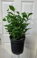 Jasminum sambac - Jasmine