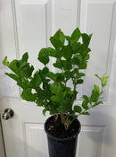 Jasminum sambac - Jasmine