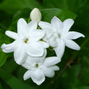 Jasminum sambac - Jasmine