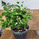 Jasminum sambac - Jasmine