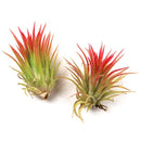 Plante d'air en paquets