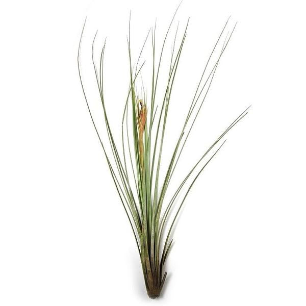 air plants ottawa Air Plant Bulk Pack