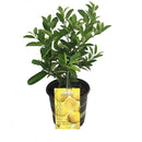 Citrus x meyeri - Meyer Lemon