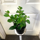 Aeschynanthus Mona Lisa - Rouge à lèvres