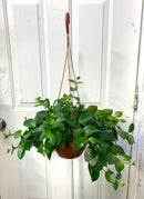 Aeschynanthus Mona Lisa - Rouge à lèvres