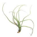 Plante d'air en paquets