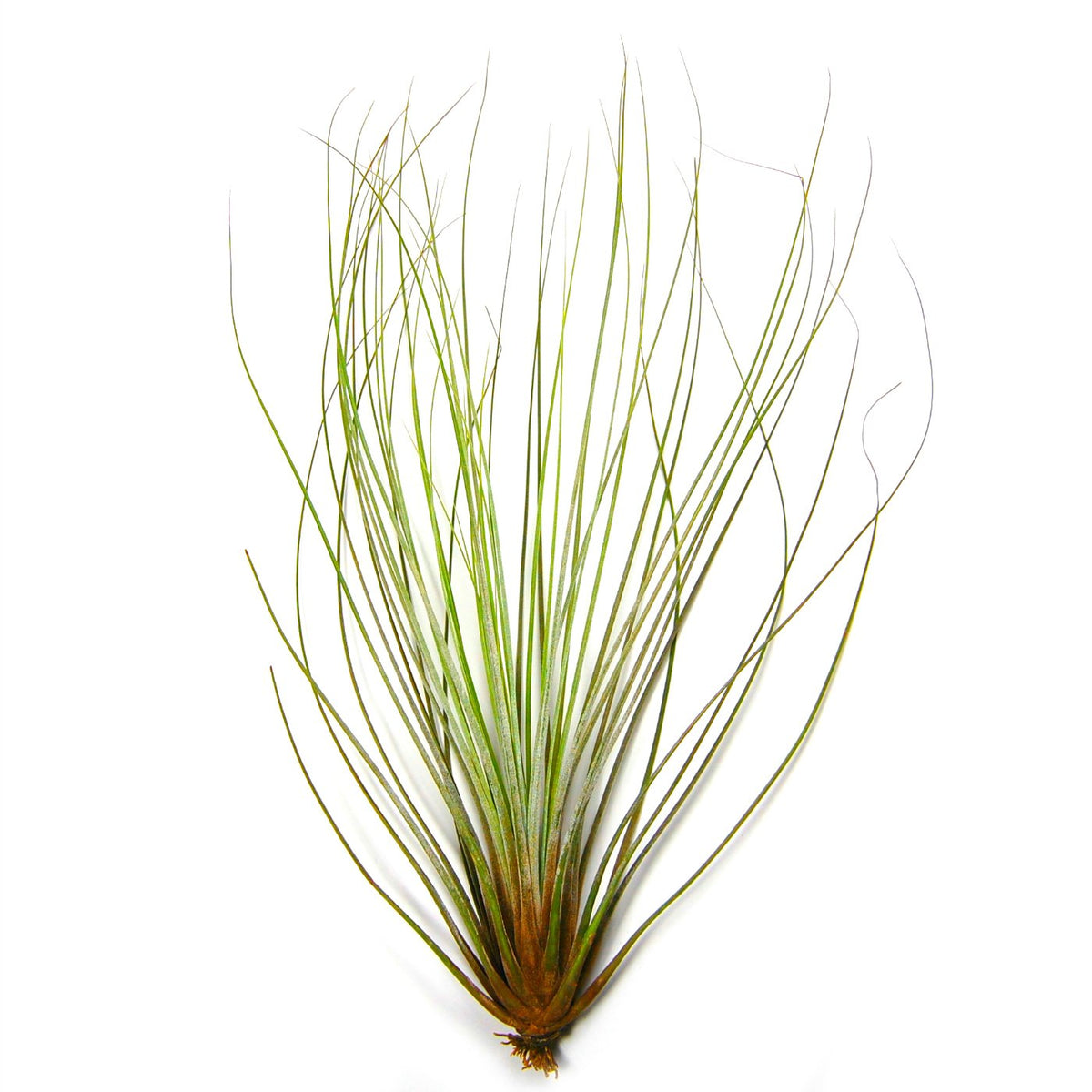 air plants ottawa Air Plant Bulk Pack