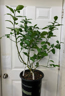 Citrus x meyeri - Meyer Lemon