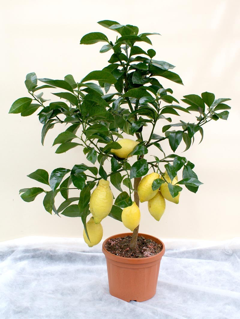 Citrus x meyeri - Meyer Lemon