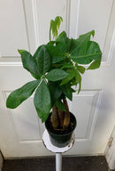 Pachira aquatica - Money Tree