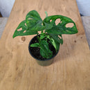 Monstera Adansonii - Swiss Cheese Plant