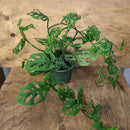 Monstera Adansonii - Swiss Cheese Plant