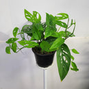 Monstera Adansonii - Swiss Cheese Plant