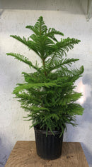 Araucaria heterophylla - Pin de Norfolk