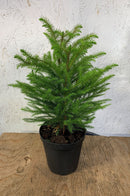Araucaria heterophylla - Pin de Norfolk