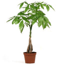 Pachira aquatica - Money Tree