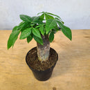 Pachira aquatica - Money Tree