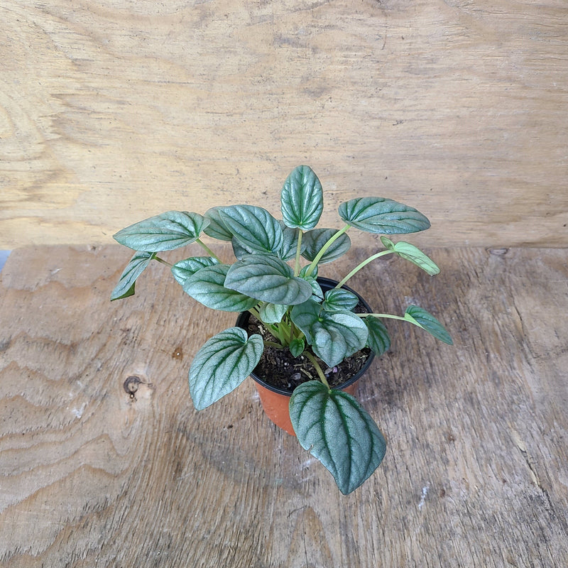 Peperomia Frost