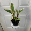 Peperomia clusiifolia - Ginny