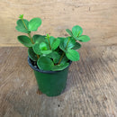 Peperomia deppeana×quadrifolia - Hope