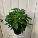 Philodendron - Birkin