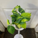 Philodendron Cordatum - 'Brasil'