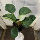 Philodendron - Birkin