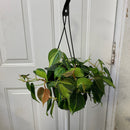 Philodendron Cordatum - 'Brasil'