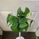 Philodendron Cordatum - vert