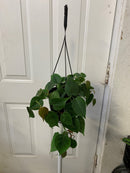 Philodendron Cordatum - vert