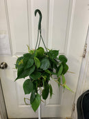 Philodendron Cordatum - vert