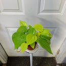 Philodendron Cordatum - 'Lemon'