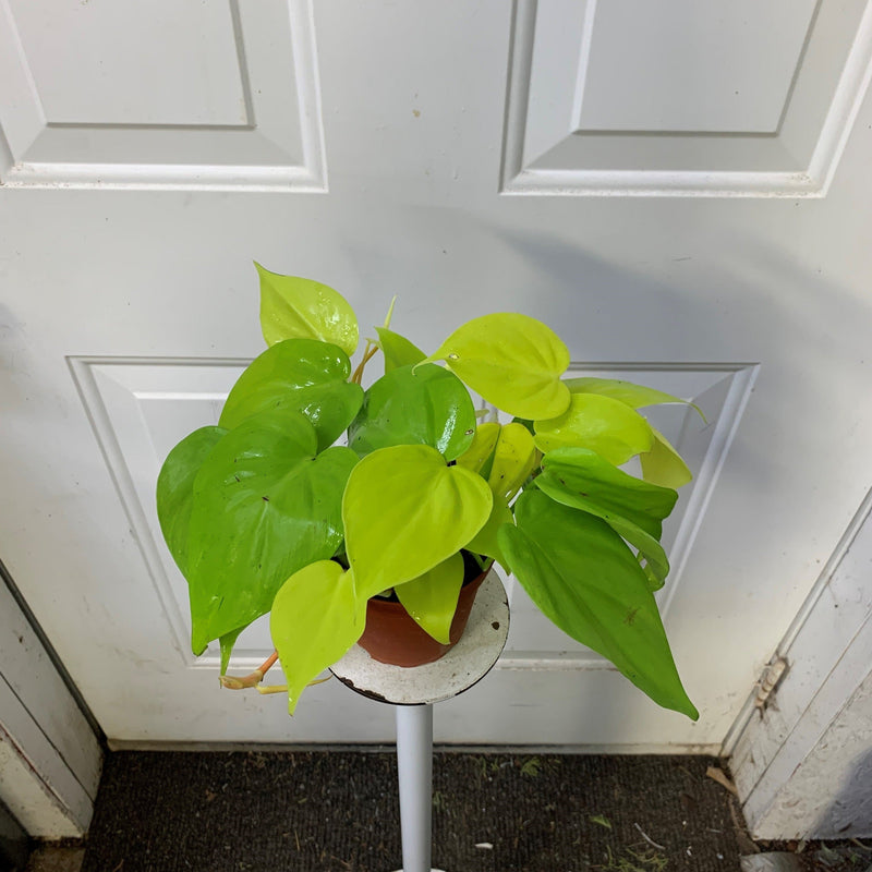 lemon lime philodendron cordatum Philodendron Cordatum