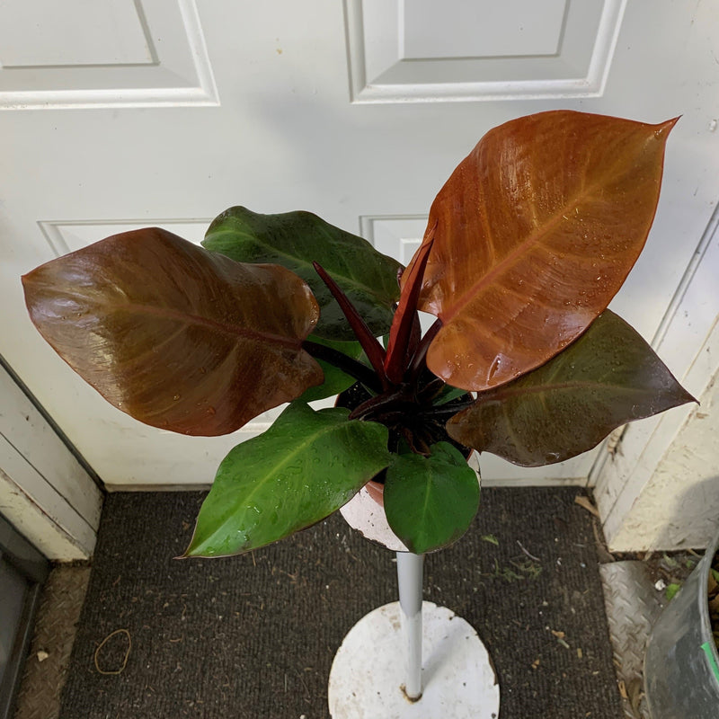 Philodendron 'McColley's finale' - Collector's plant