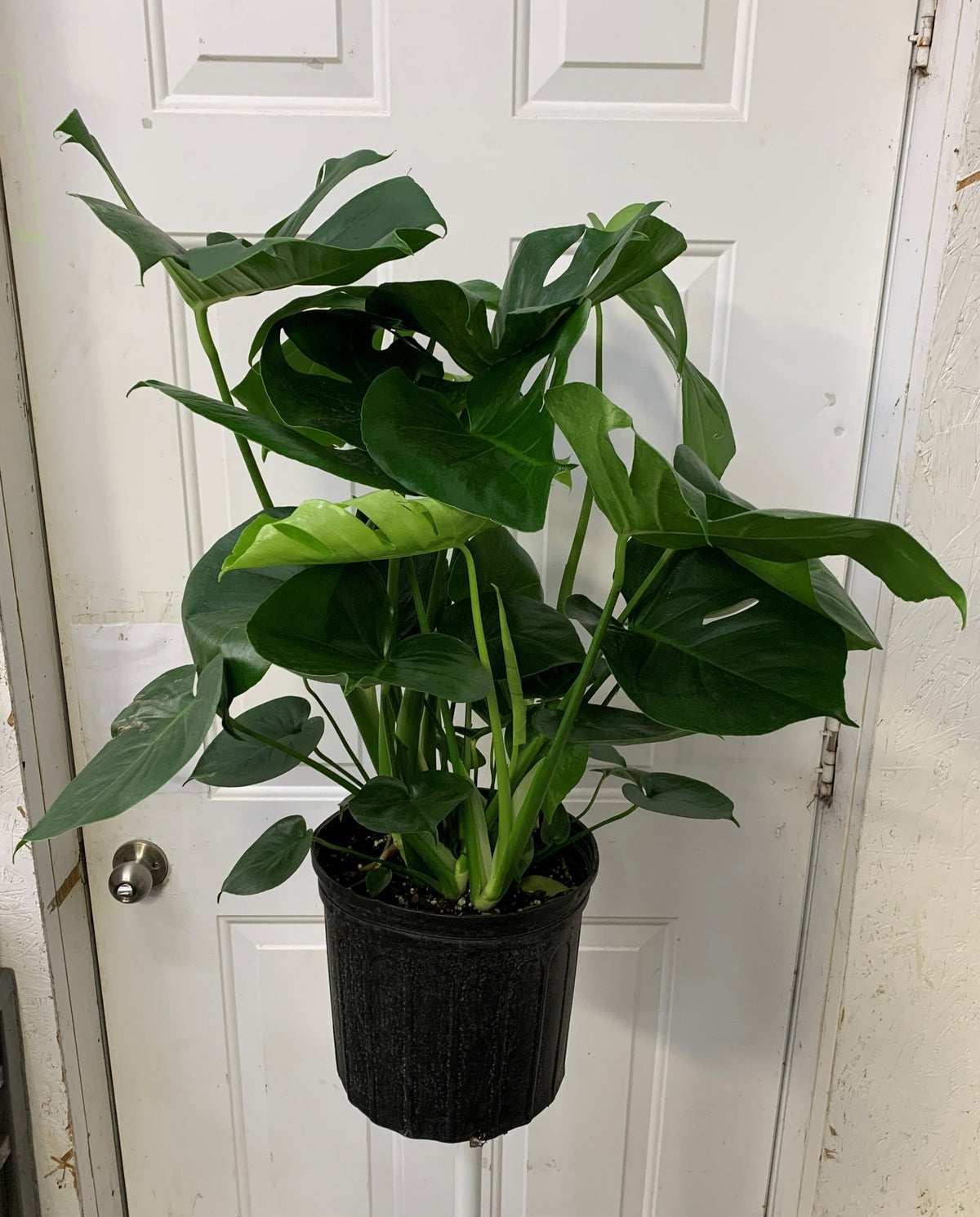 philo monstera Monstera deliciosa