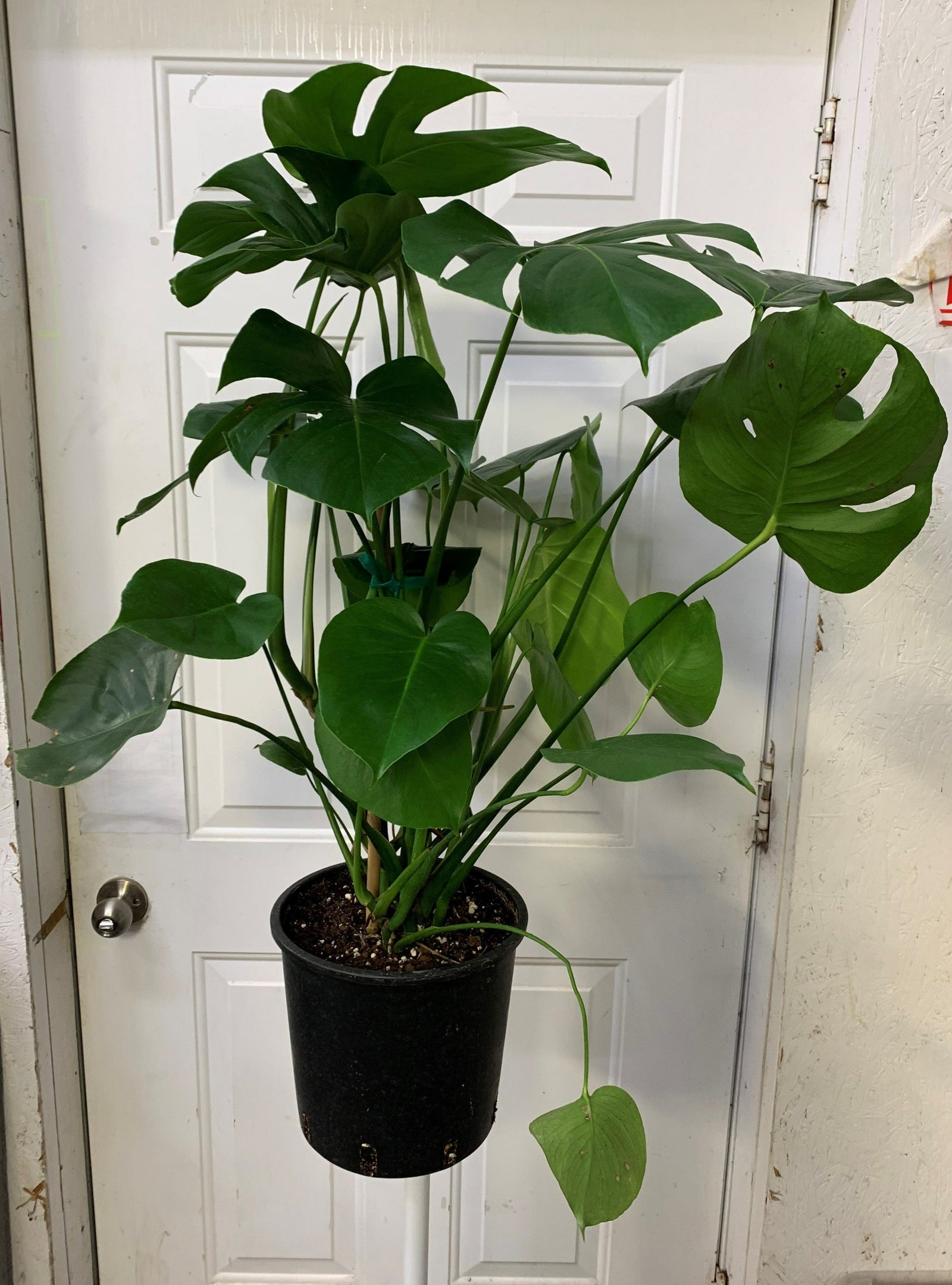 Monstera deliciosa - Philo Monstera