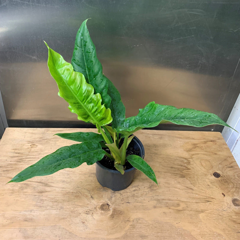 philodendron stenolobum narrow Philodendron stenolobum