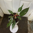 Philodendron erubescens - Princesse rose