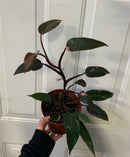 Philodendron erubescens - Princesse rose