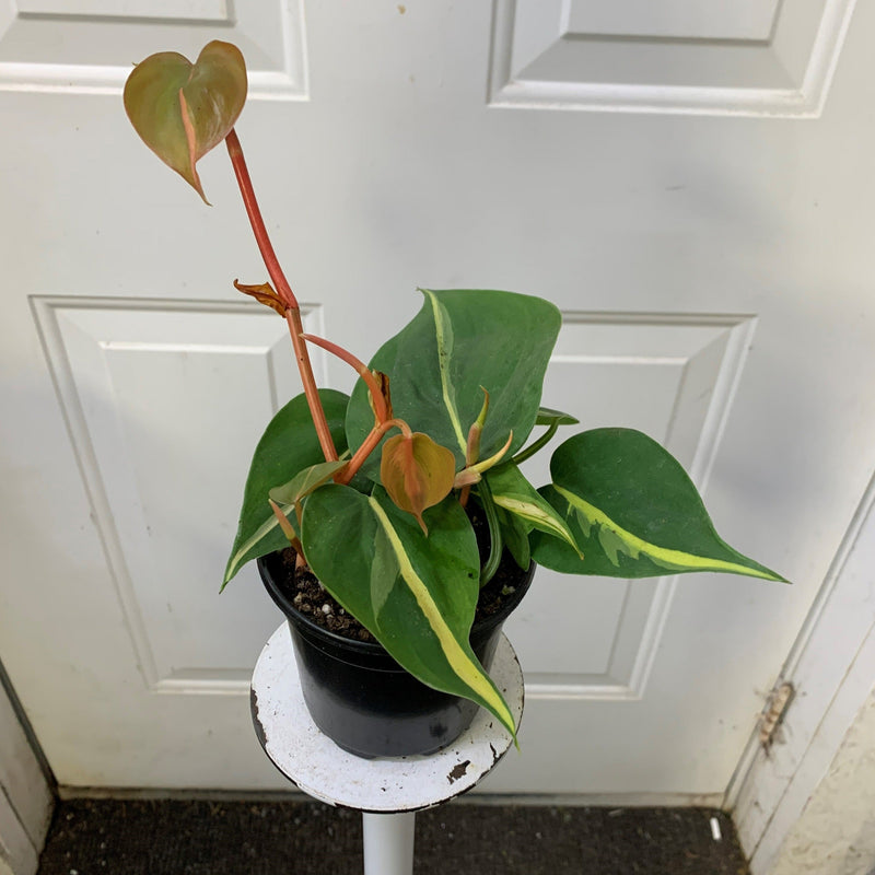 Philodendron hederaceum Silver Stripe