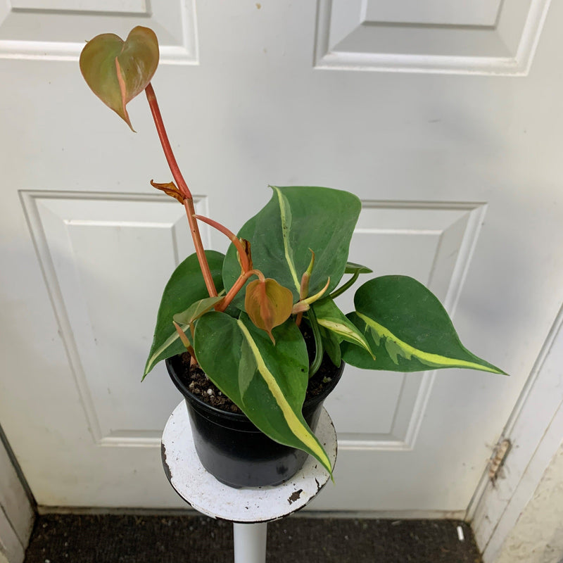 philodendron hederaceum silver stripe Philodendron hederaceum Silver Stripe