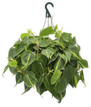 Philodendron Cordatum - 'Brasil'