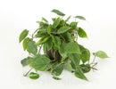 Philodendron Cordatum - vert