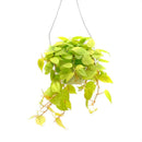 Philodendron Cordatum - 'Lemon'