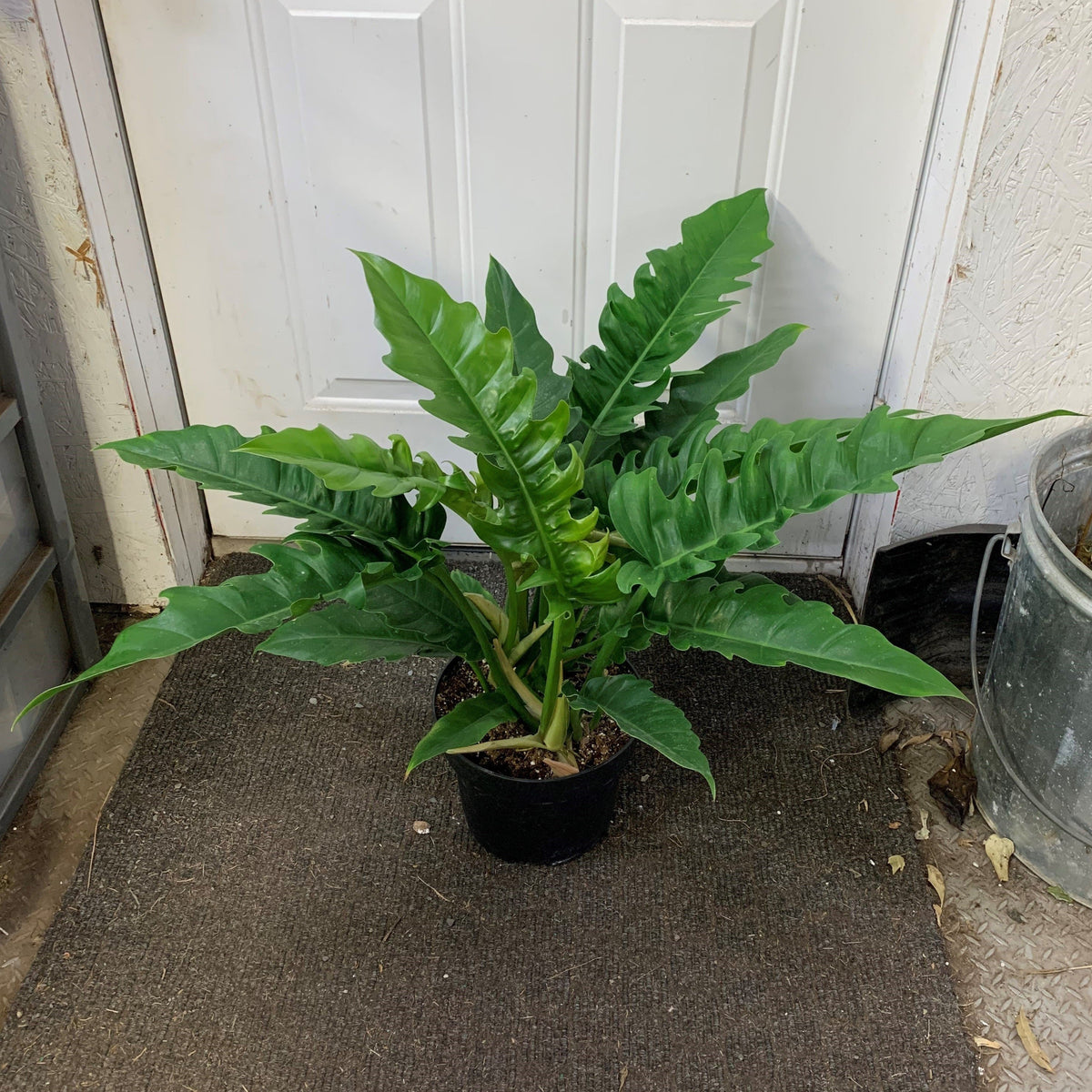 philodendron stenolobum narrow Philodendron stenolobum
